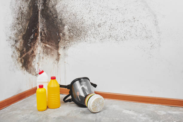 Best Best Mold Removal Companies  in Northwest Harborcreek, PA