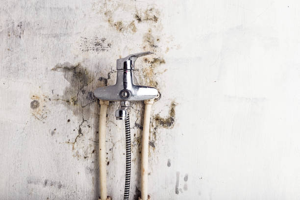 Best Mold Damage Repair  in Northwest Harborcreek, PA