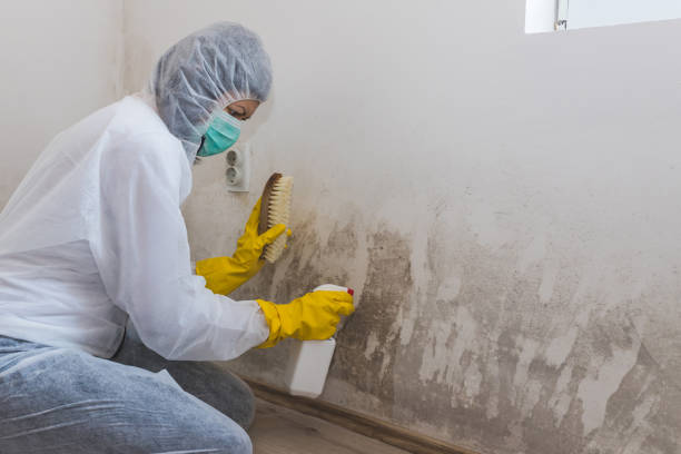Best Toxic Mold Removal  in Northwest Harborcreek, PA
