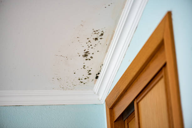 Best Commercial Mold Removal  in Northwest Harborcreek, PA
