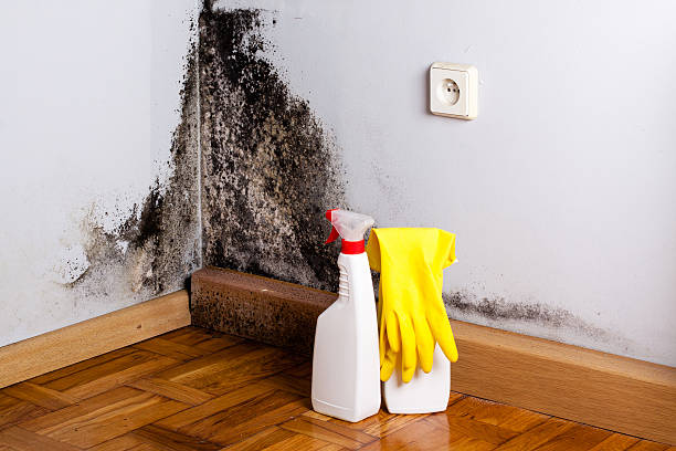 Crawl Space Mold Removal in Northwest Harborcreek, PA
