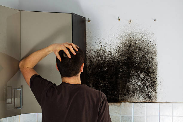 Best Professional Mold Removal  in Northwest Harborcreek, PA