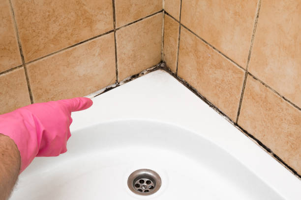 Best Local Mold Removal Service  in Northwest Harborcreek, PA